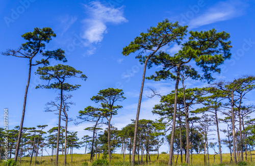 Pine tree on blue sky background
