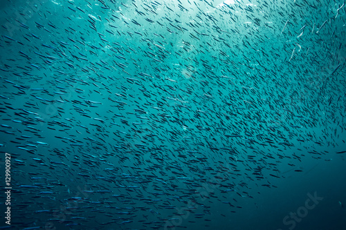 Big amount of the small fish underwater