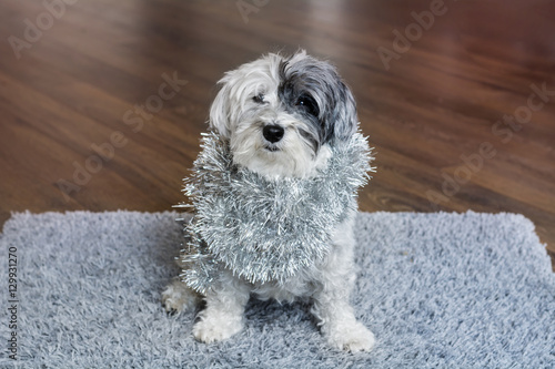 Christmas dog with garland