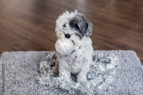 cute christmas dog with decorative ball in the month
