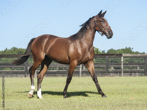 standardbred filly in paddock