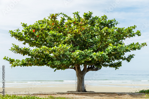Beach almond tree