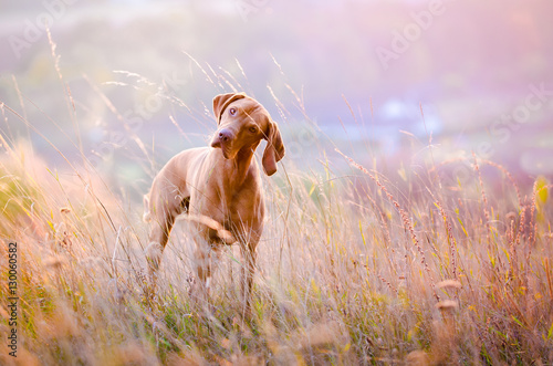 Hungarian hound dog in the middle of the field during sunset