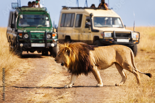 Big lion crossing the road at African savannah