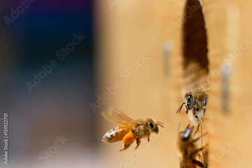 Honeybee greeting at the entrance at the hive with pollen in tow