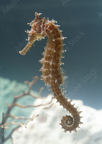 Sea horse