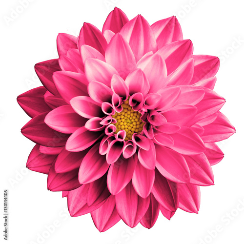 Surreal pink flower dahlia macro isolated on white