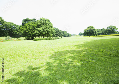 Trees in the field of grass