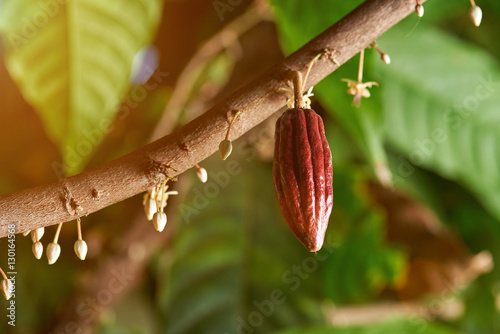Cacao branch with young fruit