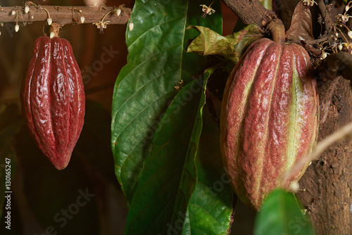 cocoa red pods 