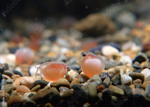 Fry of Salmon