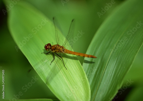 Dragonfly on Bamboo Grass