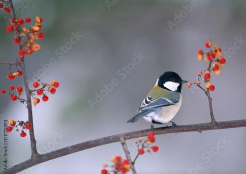 Japanese Great Tit