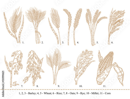 Cereal set. Hand drawn barley, wheat, rice, oats, rye, millet, corn