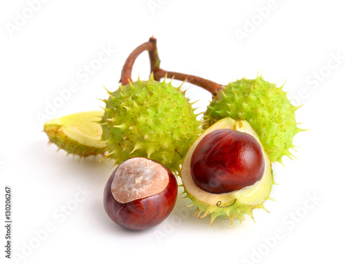 Horse-chestnut (Aesculus) fruits