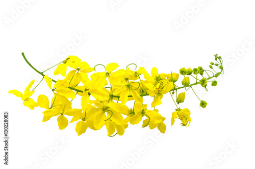 Flowers of Cassia fistula or Golden shower, national tree on white background.Saved with clipping path.