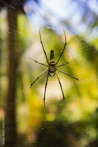 A long-legged spider hanging from a tree on a background of yellow-green forests (Indonesia)