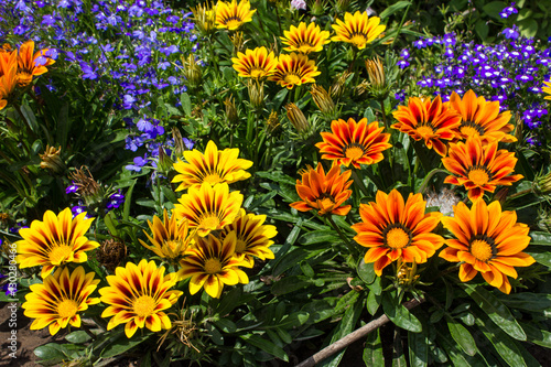 Gazania flowers in the summer garden. Raznotsventye Bright flowers on a green background. Gazania and lobelia.