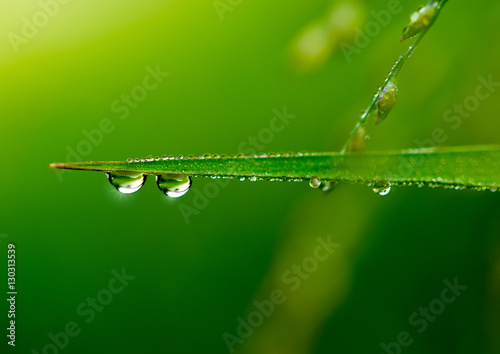Water drop on leaves in light morning.