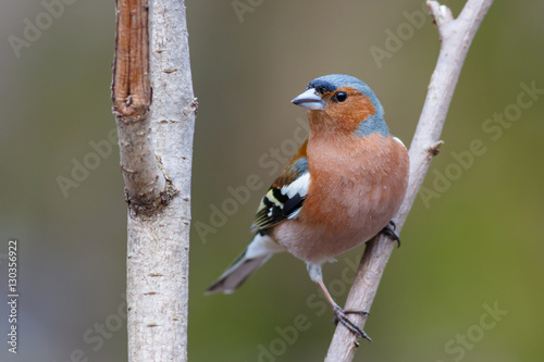 Spring songbird chaffinch sitting on a branch