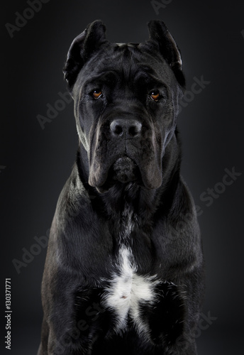 Cane corso cecilux