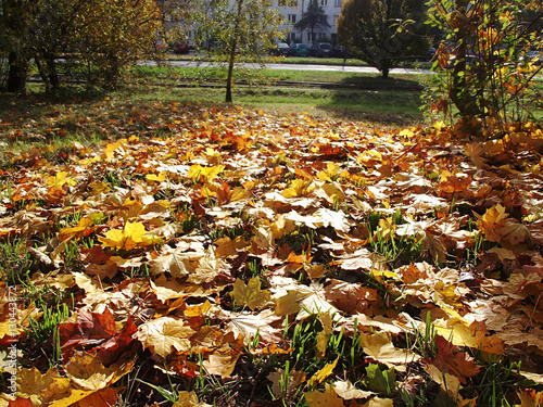Jesienny krajobraz - jesienne liście 