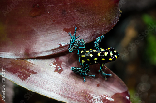 Ranitomeya vanzolinii