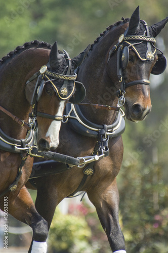 combined driving horse competition pair