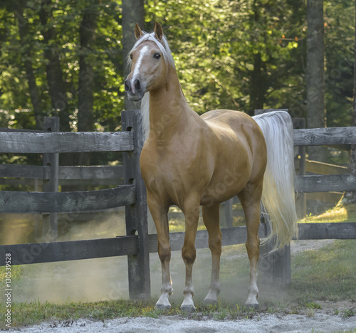 Palomino Tennessee Walking Horse gelding