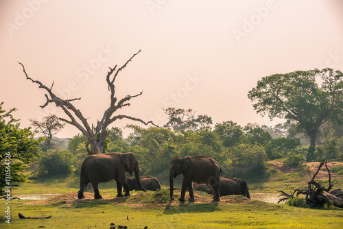 Sri Lanka: wild elephants at jungle drinking place of Yala National Park 