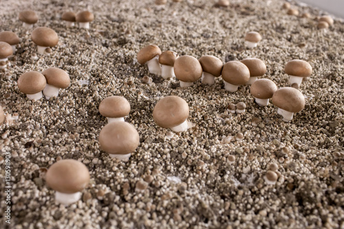 Mycelium Mushrooms champignons