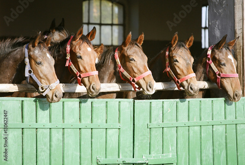 Purebred chestnut racehorses looking over the barn door