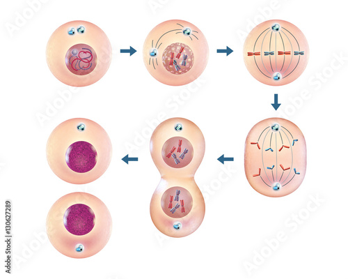 Cellular mitosis