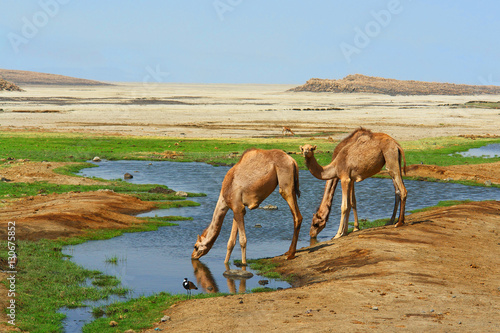 Wielbłądy dromadery u wodopoju na pustyni w Dżibuti