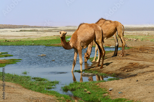 Wielbłądy dromadery u wodopoju na pustyni w Dżibuti