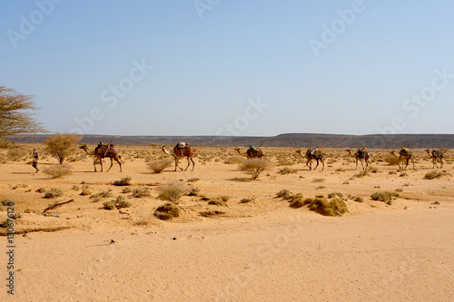 Karawana wielbłądów na pustyni w Dżibuti