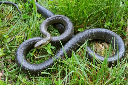 Äskulapnatter (Zamenis longissimus) im Gras, Neckartal, Hessen, Deutschland