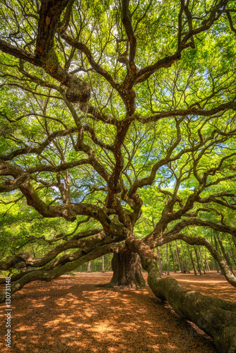 Underneath Angel Oak Tree 