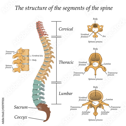Diagram of a human spine with the name and description of all sections and segments of the vertebrae. Vector illustration.