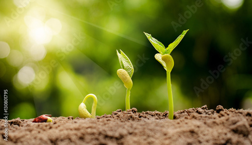 germinating seed to sprout of nut