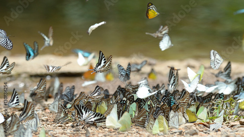 butterfly group