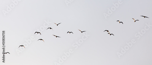 a flock of seagulls in the sky at sunset