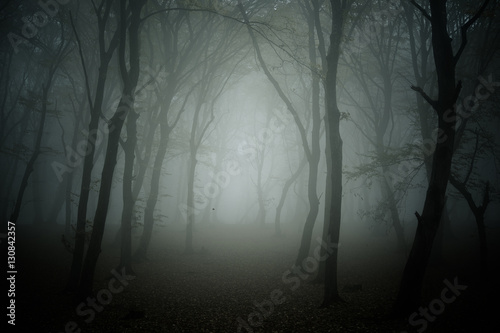 Foggy day into the haunted forest