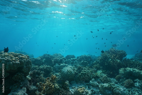 Shallow ocean floor with coral reef and fish, natural scene, Rangiroa lagoon, Pacific ocean, French Polynesia