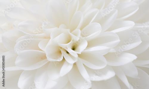 white flower as background