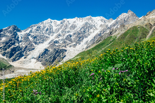 Rocky Caucasus Mountains (Bezengi Wall, Shkhara) landscape with blooming yellow flowers Inula helenium in Ushguli, Svaneti, Georgia