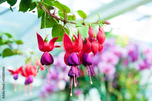 beautiful fuchsia flowers in garden