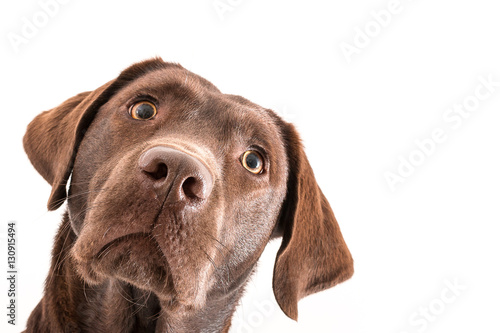 Isolated image of a brown female labrador retriever