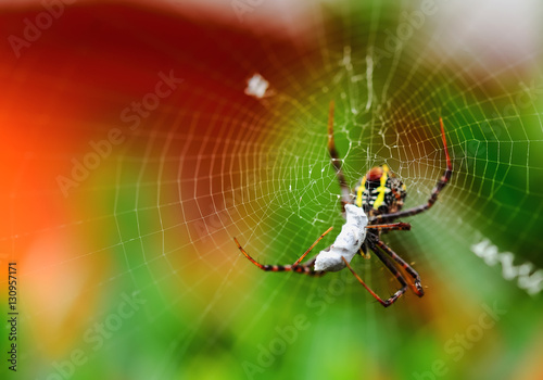 Spider with its prey
