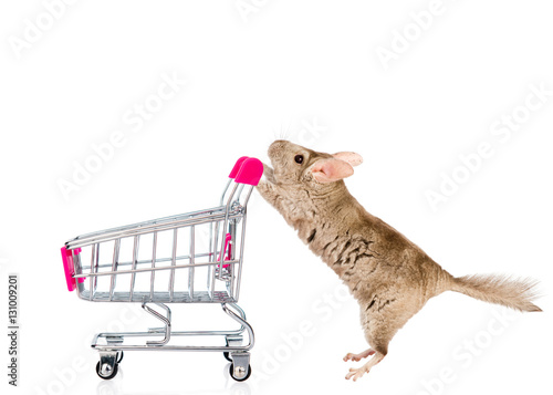 Chinchilla with shopping trolley in profile. isolated on white 